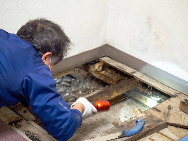 Best Post-Flood Mold Remediation in Vienna, VA