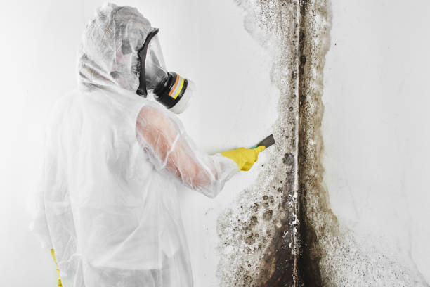 Best Mold Testing and Inspection Services in Vienna, VA