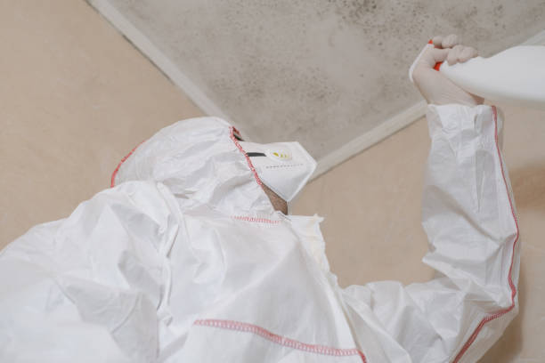 Best Emergency Mold Remediation in Vienna, VA