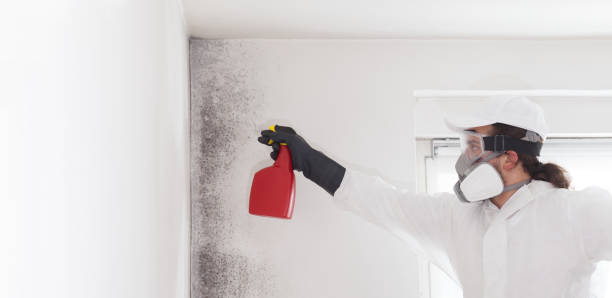 Trusted Vienna, VA Mold Remediation Experts