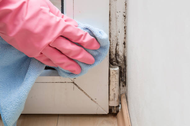 Best Commercial Mold Remediation in Vienna, VA