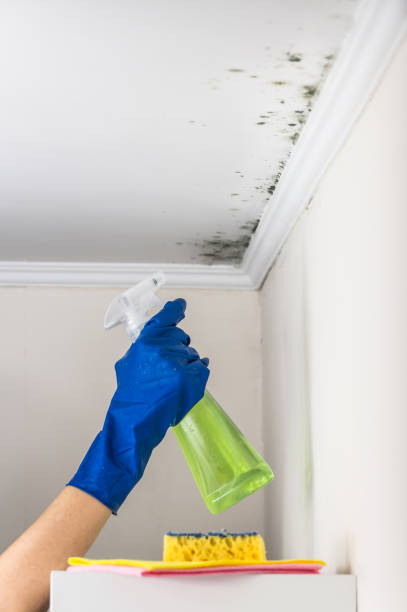 Best Kitchen Mold Remediation in Vienna, VA
