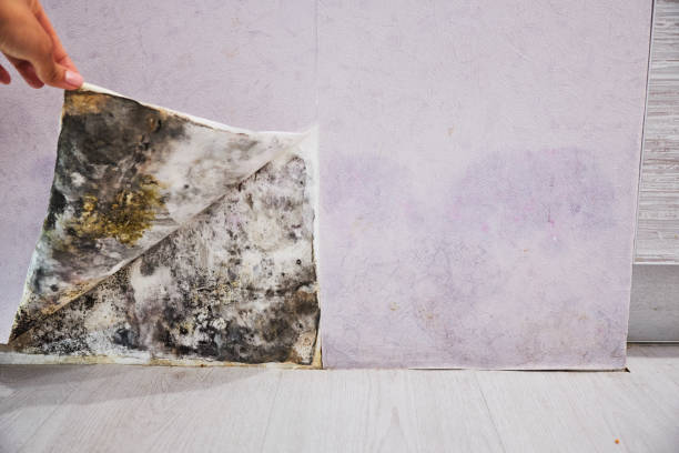 Best DIY Mold Remediation Support Services in Vienna, VA